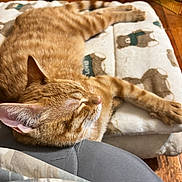 Felix joined the competition — help win amazing prizes! cat, orange_tabby, sleeping, cushion, bear_pattern, slippers, wooden_floor, indoor, pet, fur, relaxed, cozy, resting, animal, whiskers, ear, paw, home, comfort, nap