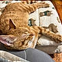 cat, orange_tabby, sleeping, cushion, bear_pattern, slippers, wooden_floor, indoor, pet, fur, relaxed, cozy, resting, animal, whiskers, ear, paw, home, comfort, nap