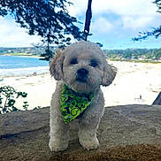 åhu joined the competition — help win amazing prizes! dog, puppy, fluffy, white_dog, bandana, green_bandana, paw_prints, outdoor, beach, seaside, ocean, sand, water, rock, tree, sky, landscape, travel, pet, portrait