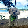dog, puppy, fluffy, white_dog, bandana, green_bandana, paw_prints, outdoor, beach, seaside, ocean, sand, water, rock, tree, sky, landscape, travel, pet, portrait