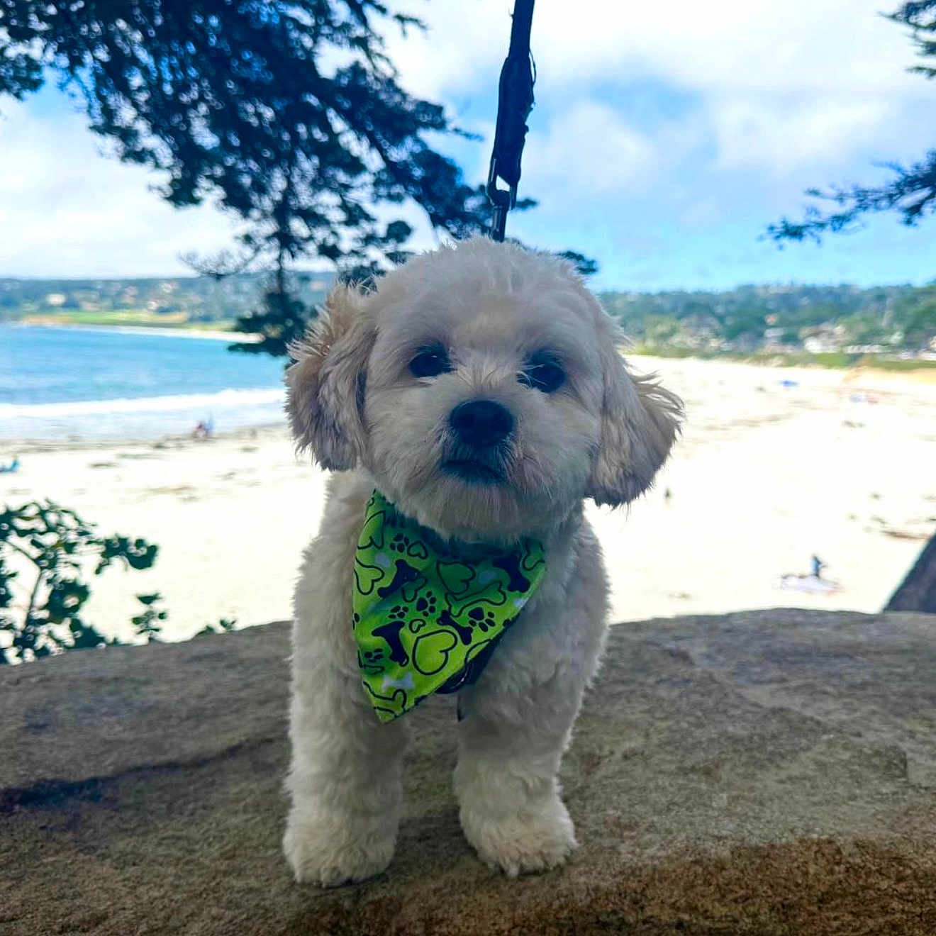 åhu joined the competition — help win amazing prizes! dog, puppy, fluffy, white_dog, bandana, green_bandana, paw_prints, outdoor, beach, seaside, ocean, sand, water, rock, tree, sky, landscape, travel, pet, portrait