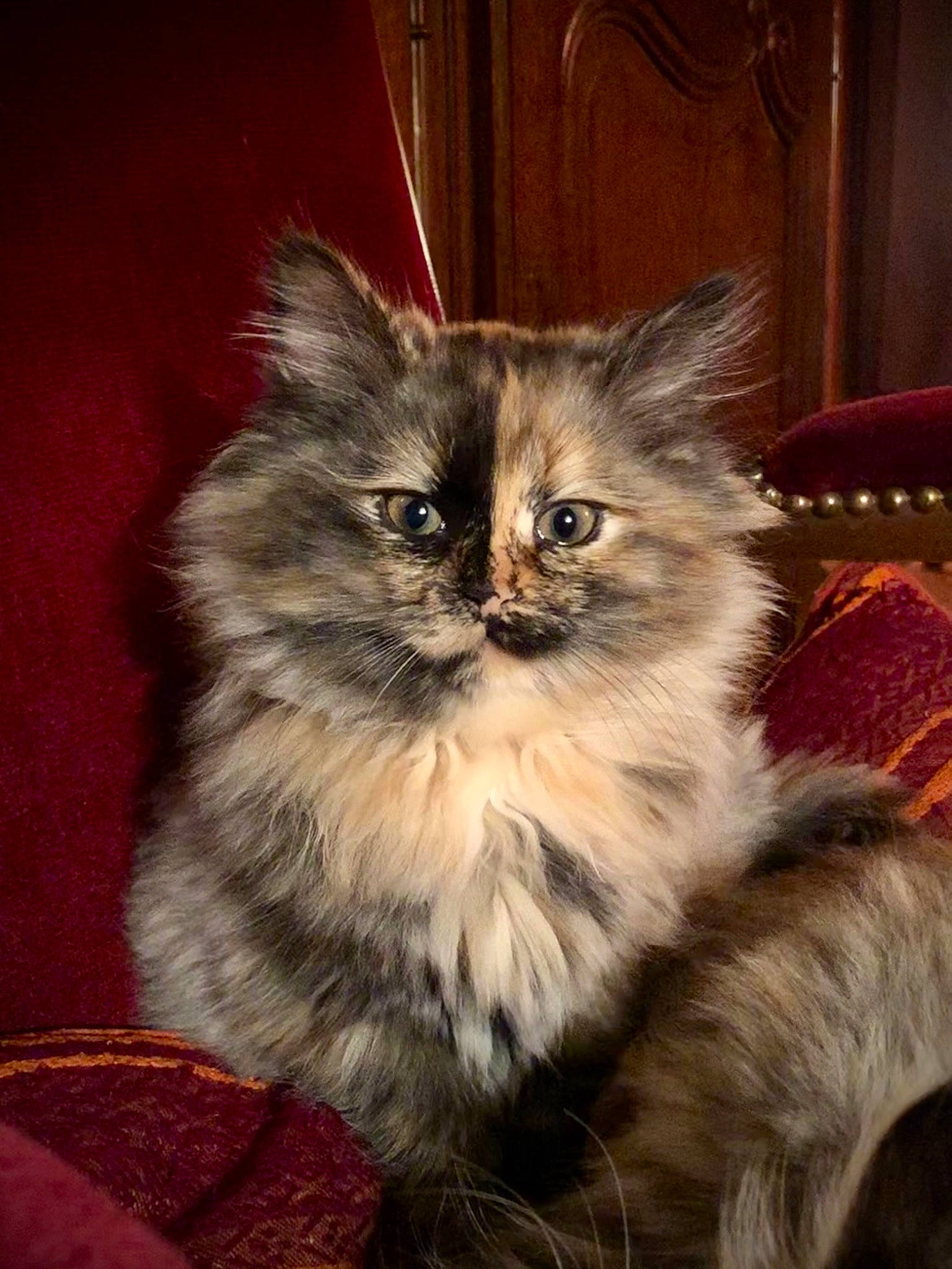 Jade participe au concours pour gagner de l'argent avec cette photo : british_longhair, carnivore, cat, claw, fawn, felidae, fur, persian, plant, sitting, small_to_medium_sized_cats, snout, terrestrial_animal, whiskers