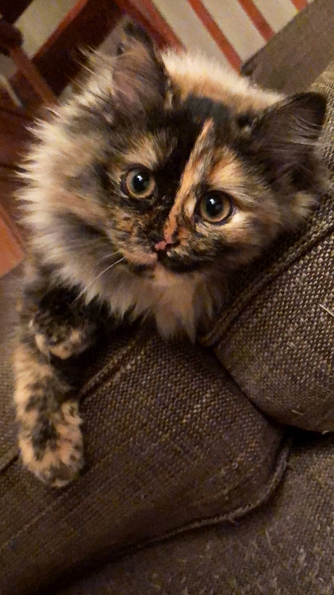 Jade a rejoint le concours — aidez-le/la à gagner de superbes lots ! british_longhair, carnivore, cat, claw, domestic_short_haired_cat, eye, fawn, felidae, fur, iris, mammal, paw, small_to_medium_sized_cats, snout, tail, terrestrial_animal, whiskers, wildlife