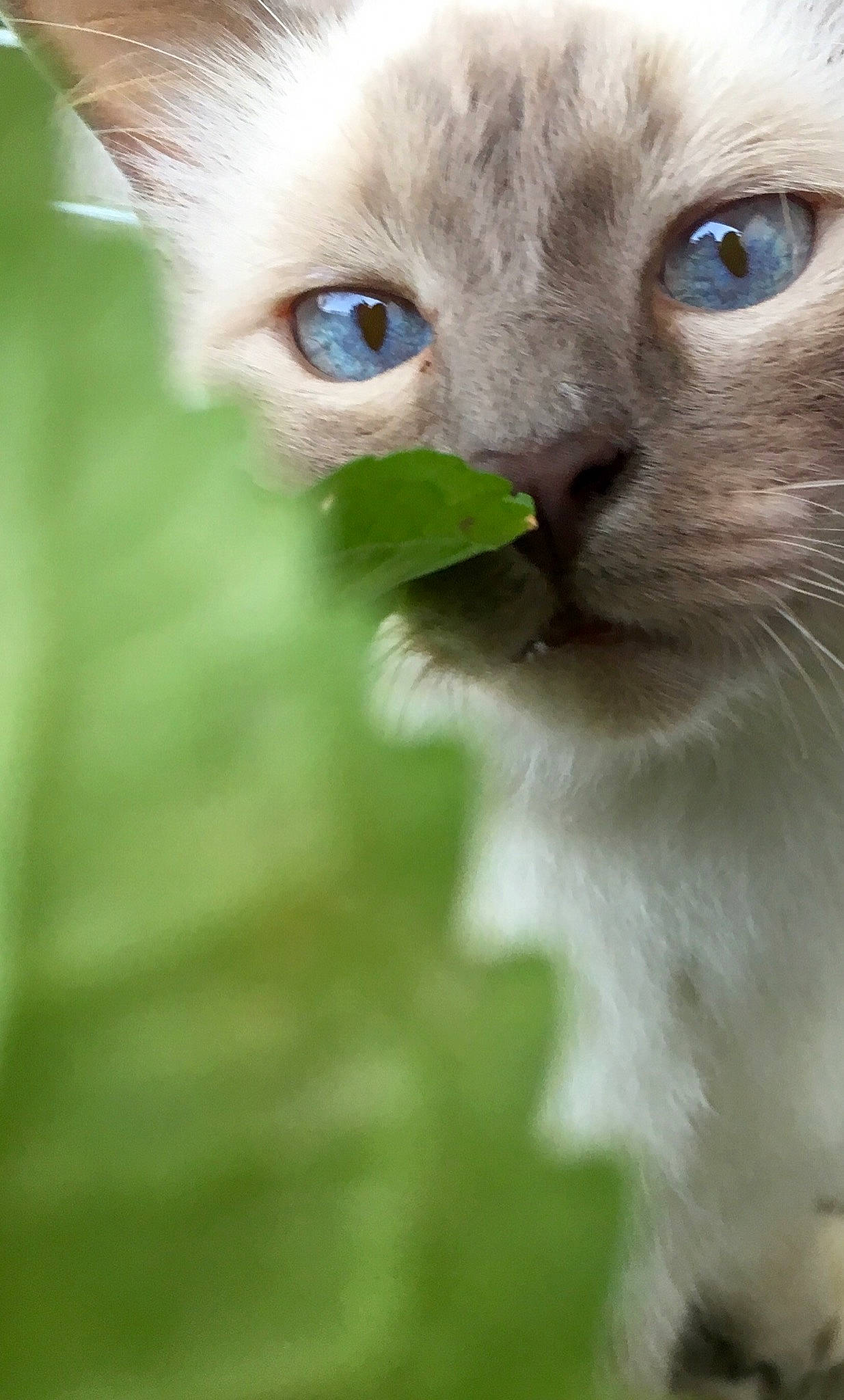 Balthazar a rejoint le concours — aidez-le/la à gagner de superbes lots ! balinese, birman, carnivore, cat, close_up, domestic_short_haired_cat, ear, eyelash, fawn, felidae, fur, grass, iris, siamese, small_to_medium_sized_cats, snout, terrestrial_animal, thai, tonkinese, whiskers