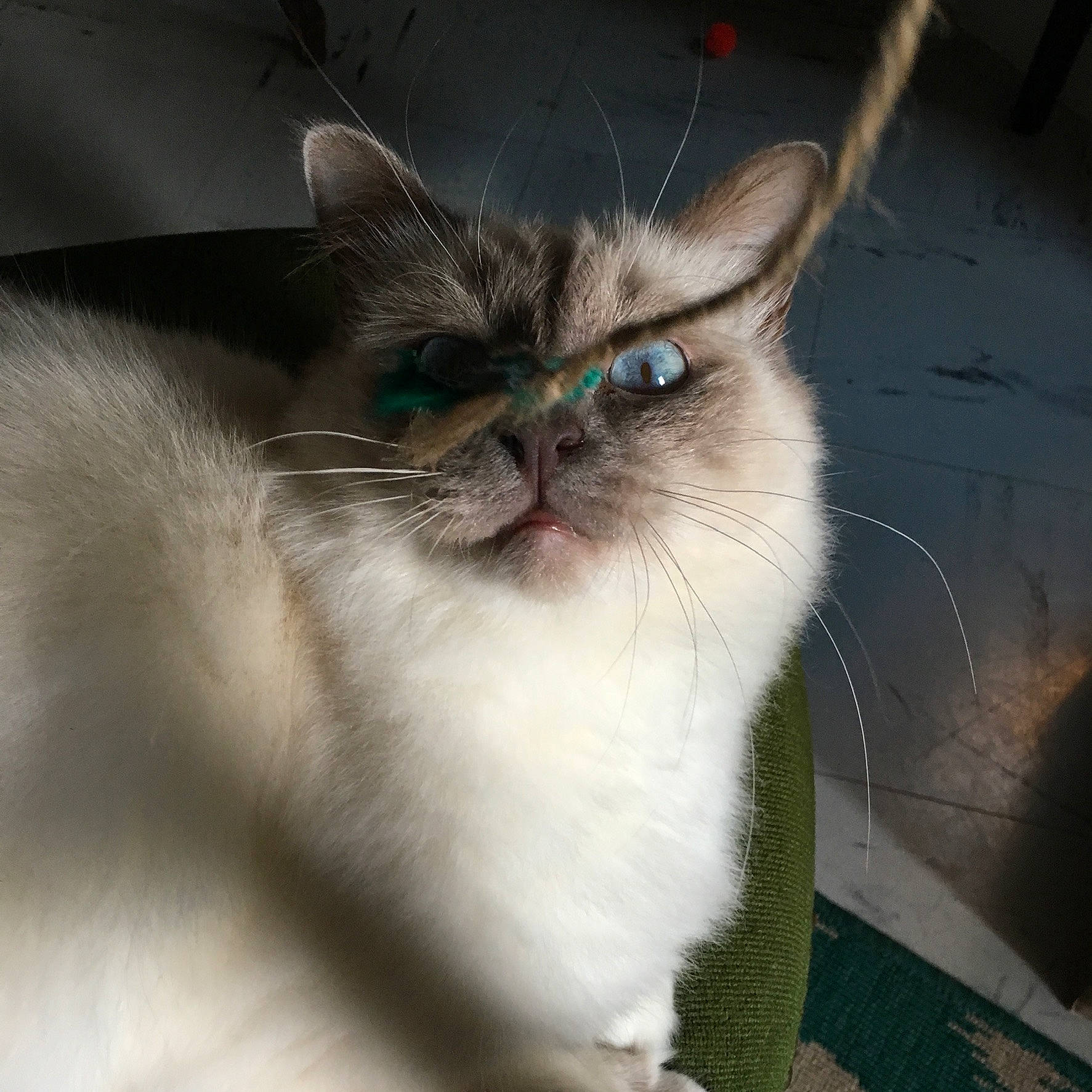 Balthazar participe au concours pour gagner de l'argent avec cette photo : balinese, birman, carnivore, cat, domestic_short_haired_cat, eye, fawn, felidae, fur, head, iris, paw, photo_caption, small_to_medium_sized_cats, snout, thai, whiskers