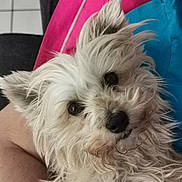 Bella a rejoint le concours — aidez-le/la à gagner de superbes lots ! dog, white_dog, fluffy, pet, close_up, portrait, fur, cute, indoors, couch, colorful_background, pink, blue, relaxed, animal, companion, small_dog, friendly, domestic_animal, cozy