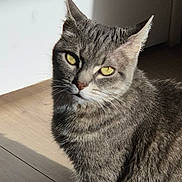 Swing a rejoint le concours — aidez-le/la à gagner de superbes lots ! cat, gray_tabby, yellow_eyes, sunlight, wooden_floor, indoor, pet, animal, fur, whiskers, portrait, sitting, shadow, window_light, feline, domestic_cat, closeup, cute, alert, home