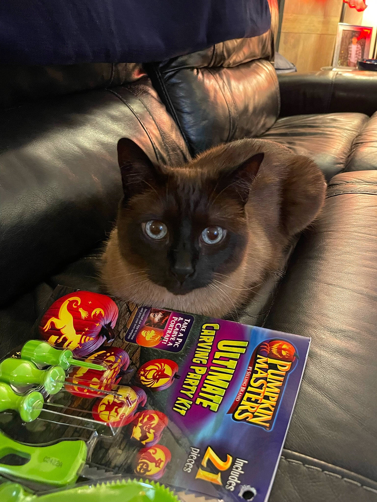 Jaxson joined the competition — help win amazing prizes! black_cat, carnivore, cat, cat_supply, comfort, couch, domestic_short_haired_cat, fawn, felidae, food, fruit, fur, natural_foods, photo_caption, publication, small_to_medium_sized_cats, superfood, tail, vegetable, whiskers