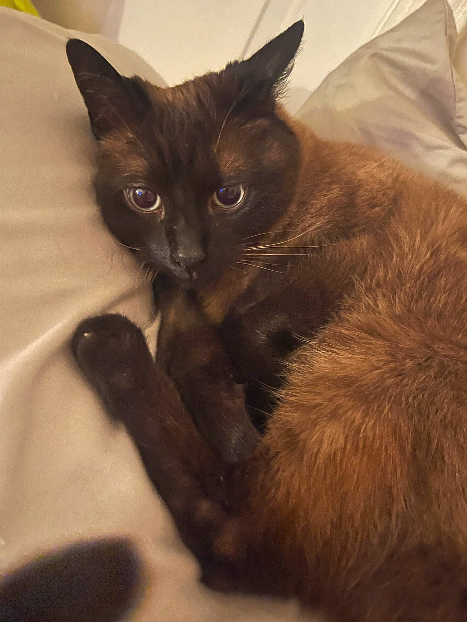 Jaxson joined the competition — help win amazing prizes! black_cat, brown, carnivore, cat, claw, comfort, domestic_short_haired_cat, ear, felidae, fur, havana_brown, liver, paw, small_to_medium_sized_cats, snout, tail, whiskers