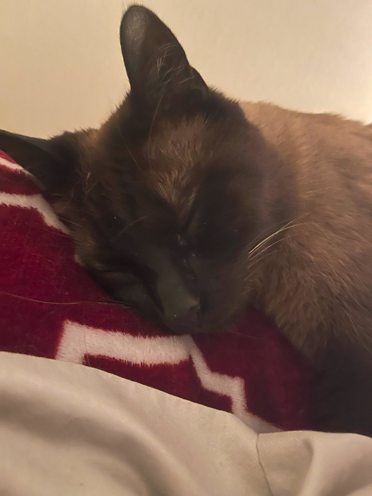 Jaxson joined the competition — help win amazing prizes! balinese, black_cat, carnivore, cat, claw, comfort, domestic_short_haired_cat, eye, fawn, felidae, fur, linens, nap, paw, room, small_to_medium_sized_cats, snout, tail, thai, whiskers