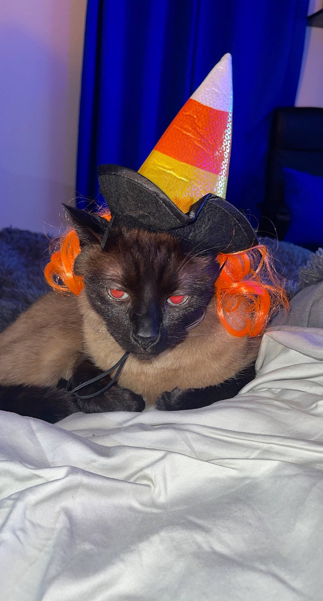 Jaxson is registered to the contest to win money with this photo: bed, black_cat, carmine, carnivore, cat, comfort, cone, costume_hat, curtain, domestic_short_haired_cat, fashion_accessory, fawn, felidae, fur, hat, linens, room, small_to_medium_sized_cats, tail, whiskers