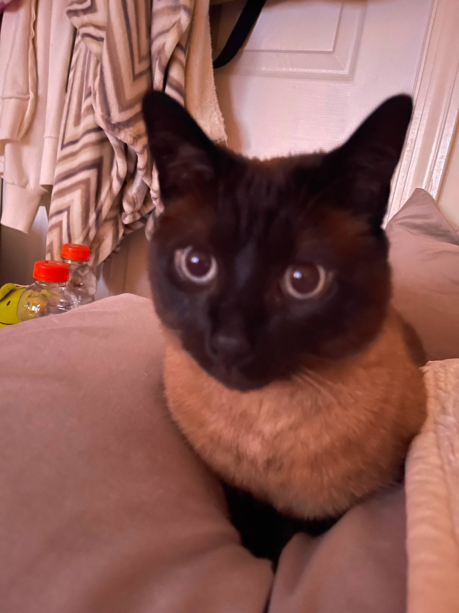 Jaxson joined the competition — help win amazing prizes! carnivore, cat, comfort, curtain, domestic_short_haired_cat, eye, fawn, felidae, fur, head, iris, siamese, small_to_medium_sized_cats, snout, tail, whiskers