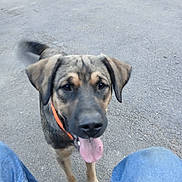 Boomer joined the competition — help win amazing prizes! dog, canine, outdoor, pavement, tail, tongue, collar, jeans, pet, friendly, animal, walking, brown, black, ears, face, legs, tongue_out, happy, blur
