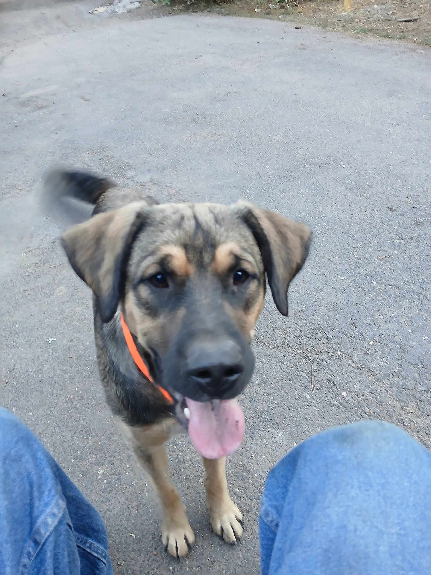Boomer joined the competition — help win amazing prizes! dog, canine, outdoor, pavement, tail, tongue, collar, jeans, pet, friendly, animal, walking, brown, black, ears, face, legs, tongue_out, happy, blur