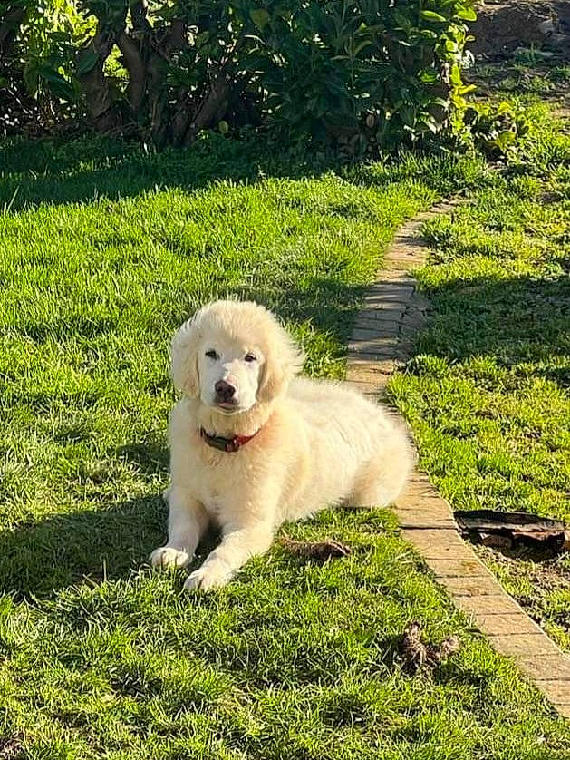 Kayla a rejoint le concours — aidez-le/la à gagner de superbes lots ! canidae, carnivore, companion_dog, dog, dog_breed, garden, grass, groundcover, landscape, livestock_guardian_dog, maremma_sheepdog, plant, polish_tatra_sheepdog, sporting_group, terrestrial_animal, tree, working_animal, working_dog, yellow