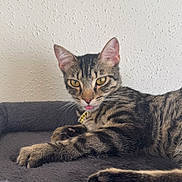 Ayko joined the competition — help win amazing prizes! animal, bed, cat, collar, cozy, cute, ears, feline, fur, indoor, paw, pet, portrait, relaxed, resting, striped, tabby, tongue_out, whiskers, yellow_eyes