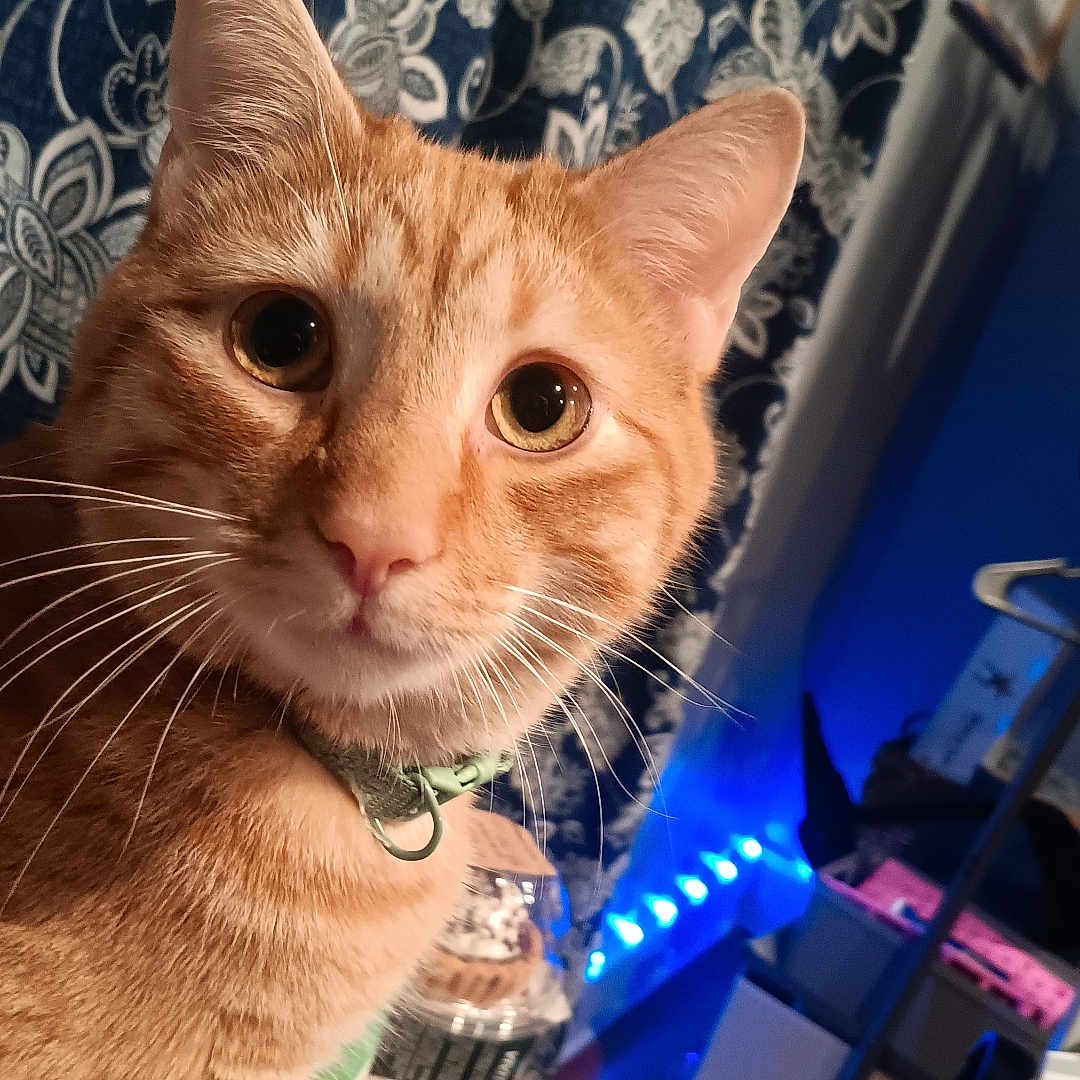 Norton is registered to the contest to win money with this photo: abyssinian, animal, beverage, cat, coffee, coffeecup, couch, cup, cutlery, fork, furniture, homedecor, indoors, kitten, linen, manx, pet, restaurant, saucer, wood