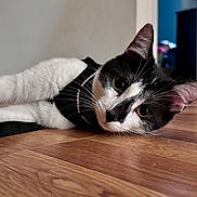 Padmè joined the competition — help win amazing prizes! animal, black_and_white, cat, closeup, curious, cute, domestic_animal, ears, eyes, feline, floor, fur, harness, indoor, lying_down, pet, portrait, resting, whiskers, wooden_floor