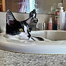 cat, sink, bathroom, black_and_white, faucet, mirror, toiletries, domestic_animal, pet, relaxed, yellow_eyes, close_up, indoor, fur, whiskers, curious, side_view, resting, clean, household