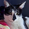 Padmè is registered to the contest to win money with this photo: cat, black_and_white, feline, pet, whiskers, ears, eyes, fur, animal, domestic, closeup, portrait, relaxed, indoor, blanket, colorful, soft, cute, resting, face