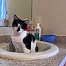 Padmè is registered to the contest to win money with this photo: bathroom, black_and_white, bowl, cat, cleaning_supplies, countertop, curious, cute, domestic_animal, feline, head_tilt, household, indoor, mirror, pet, portrait, reflection, sink, toiletries, wall_outlet