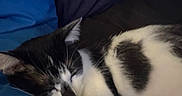 Padmè joined the competition — help win amazing prizes! animal, black_and_white, blanket, cat, closeup, comfort, cozy, cute, domestic, feline, fur, indoor, paw, peaceful, pet, relaxation, resting, sleeping, soft, whiskers