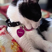 Padmè joined the competition — help win amazing prizes! cat, black_and_white, collar, pet_tag, licking, feline, animal, close_up, indoor, blanket, floral_pattern, resting, cute, fur, whiskers, paw, relaxing, domestic_animal, soft_texture, sleepy