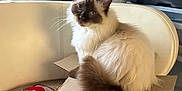 Alfi is registered to the contest to win money with this photo: animal, cardboard_box, cartoon_print, cat, colorful_cloth, couch, cozy, cream_color, curious, domestic, face, feline, fluffy, fur, home, indoor, pet, relaxed, sitting, tail