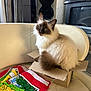 animal, cardboard_box, cartoon_print, cat, colorful_cloth, couch, cozy, cream_color, curious, domestic, face, feline, fluffy, fur, home, indoor, pet, relaxed, sitting, tail