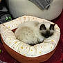 cat, pet_bed, fluffy, indoor, resting, cozy, donut_bed, carpet, furniture, blanket, white, brown, animal, sleeping, domestic_cat, soft, cute, relaxed, home, comfort