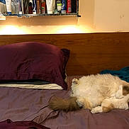 Alfi is registered to the contest to win money with this photo: bed, pillow, cat, fluffy_cat, sleeping_cat, bedroom, shelf, toiletries, purple_sheets, wooden_headboard, cozy, relaxing, indoor, fur, tail, blanket, resting, domestic_cat, feline, home