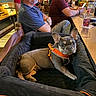 Oliver is registered to the contest to win money with this photo: bar_counter, beard, casual_clothing, chair, dog, drink, french_bulldog, glass, indoor, man, orange_harness, people, pet_bed, puppy, relaxed, seated, social_setting, table, watch, wood_floor