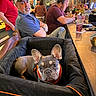 Oliver is registered to the contest to win money with this photo: bar, beard, casual, conversation, dog, drinks, french_bulldog, glass, hat, indoor, lighting, man, orange_harness, people, pet_carrier, relaxed, seated, social, table, watching_phone