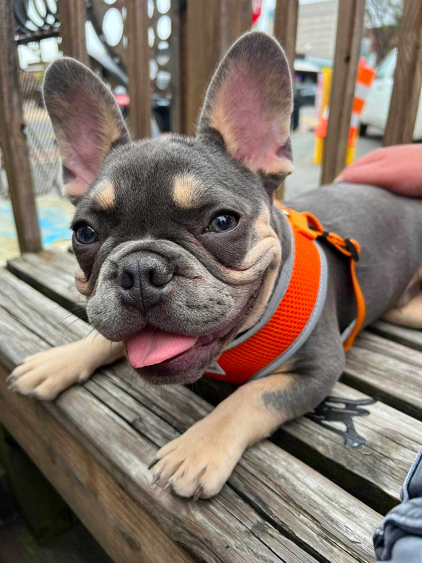 Oliver is registered to the contest to win money with this photo: dog, french_bulldog, puppy, orange_harness, bench, wooden_bench, tongue, big_ears, close_up, pet, paw, snout, face, outdoor, happy, leash, hand, fur, texture, portrait