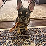 Oliver joined the competition — help win amazing prizes! dog, french_bulldog, puppy, pet, chew_stick, treat, big_ears, rug, carpet, living_room, couch, hardwood_floor, cardboard_box, close_up, portrait, looking_up, front_paws, cute, indoor, playful