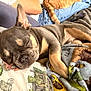 Oliver is registered to the contest to win money with this photo: dog, french_bulldog, sleeping, blanket, bed, pillow, paw, ear, muzzle, fur, remote_control, cat_tail, denim, human_arm, cozy, indoor, pet, sleeping_pet, portrait, home