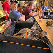 Oliver is registered to the contest to win money with this photo: bar, beard, black, casual_clothing, dog, drink, expression, french_bulldog, glass, hat, indoor, light, man, orange, people, pet_bed, relaxed, seated, table, watching