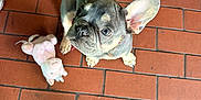 Oliver is registered to the contest to win money with this photo: dog, puppy, french_bulldog, bulldog, tile_floor, terracotta_tile, plush_toy, toy, indoor, looking_up, puppy_eyes, big_ears, paws, shoe, pet, cute, brown_floor, brick_pattern, sitting, gaze