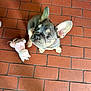 dog, puppy, french_bulldog, bulldog, tile_floor, terracotta_tile, plush_toy, toy, indoor, looking_up, puppy_eyes, big_ears, paws, shoe, pet, cute, brown_floor, brick_pattern, sitting, gaze
