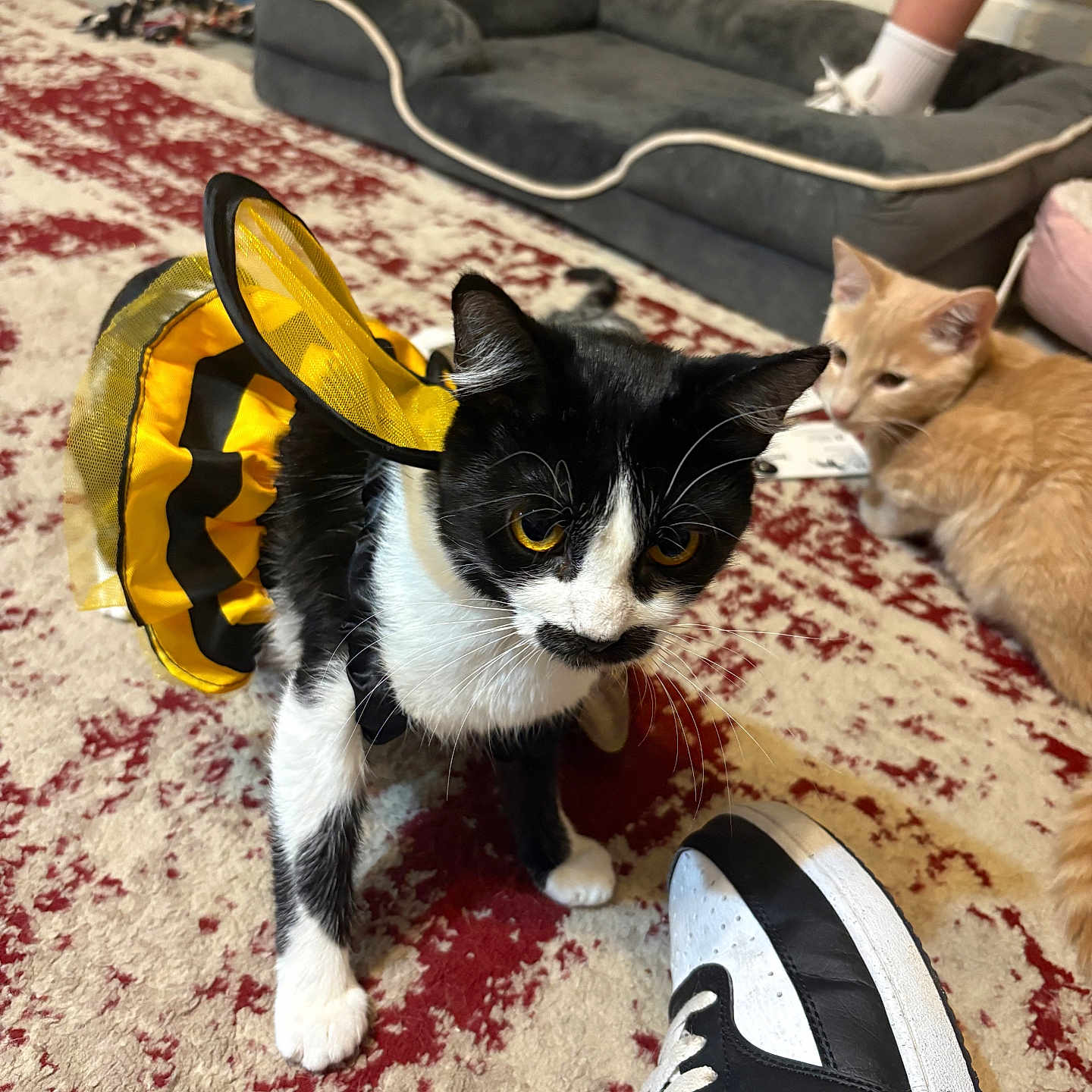 Kiki joined the competition — help win amazing prizes! cat, costume, bee_costume, tuxedo_cat, ginger_cat, carpet, rug, shoe, sneaker, pet_bed, indoor, brick_wall, foot, yellow, black, white, feline, pet, curious, relaxed