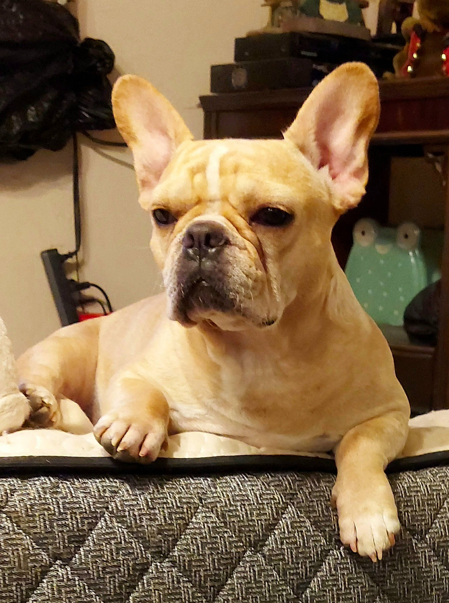 Holly is registered to the contest to win money with this photo: bag, bulldog, canidae, carnivore, comfort, companion_dog, dog, dog_breed, ear, fawn, french_bulldog, luggage_and_bags, molosser, snout, sporting_group, terrestrial_animal, toy_dog, whiskers, working_animal, wrinkle