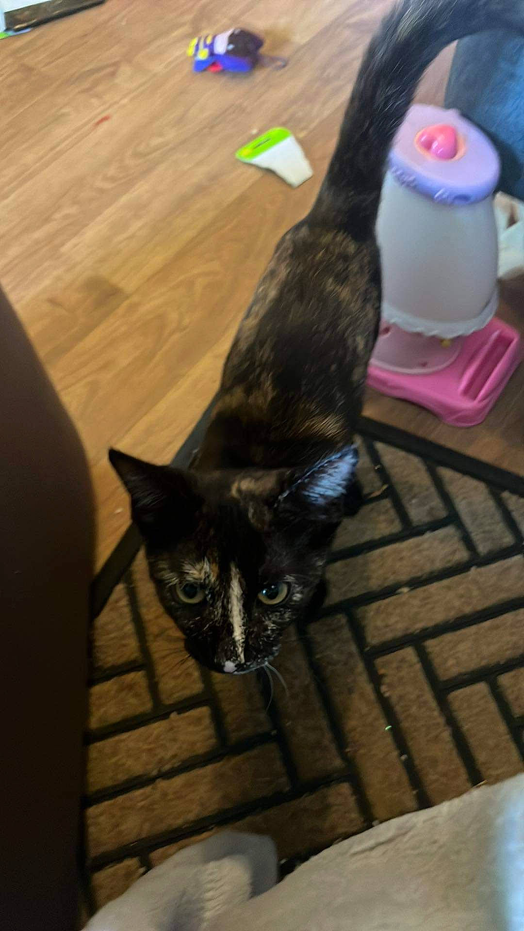 Mochi is registered to the contest to win money with this photo: black_cat, carnivore, cat, claw, dog_breed, domestic_short_haired_cat, felidae, floor, flooring, fur, hardwood, mammal, paw, room, small_to_medium_sized_cats, snout, tail, vertebrate, whiskers, wood