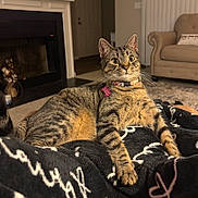 Mellow joined the competition — help win amazing prizes! alert, animal, blanket, cat, collar, cozy, curious, ears, fireplace, fur, furniture, home, indoor, living_room, mammal, paws, pet, relaxed, tabby_cat, whiskers