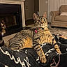 alert, animal, blanket, cat, collar, cozy, curious, ears, fireplace, fur, furniture, home, indoor, living_room, mammal, paws, pet, relaxed, tabby_cat, whiskers