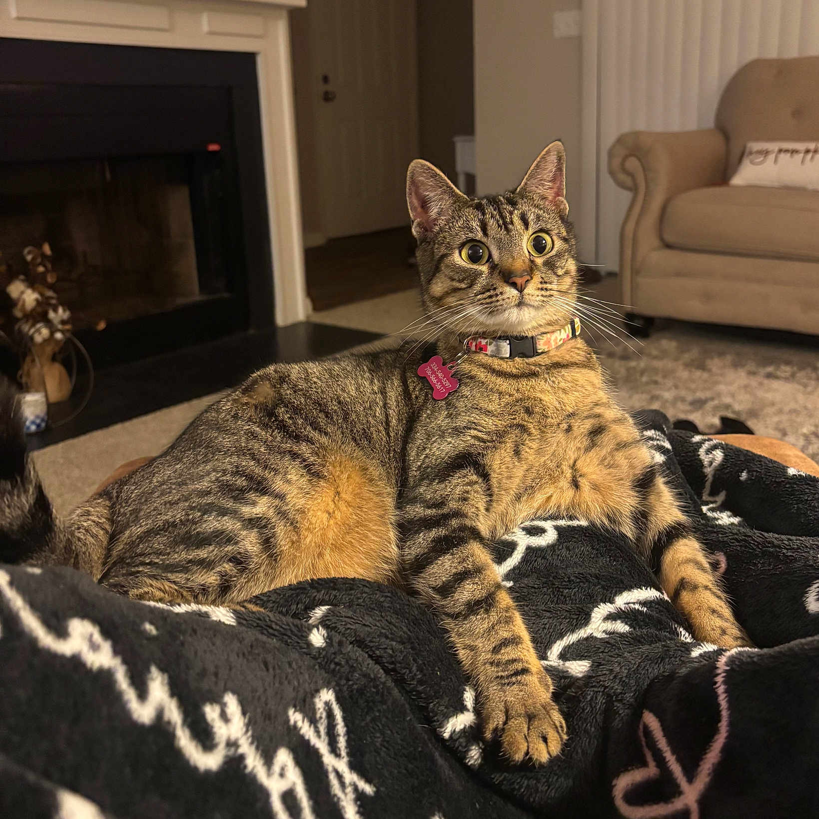 Mellow joined the competition — help win amazing prizes! alert, animal, blanket, cat, collar, cozy, curious, ears, fireplace, fur, furniture, home, indoor, living_room, mammal, paws, pet, relaxed, tabby_cat, whiskers