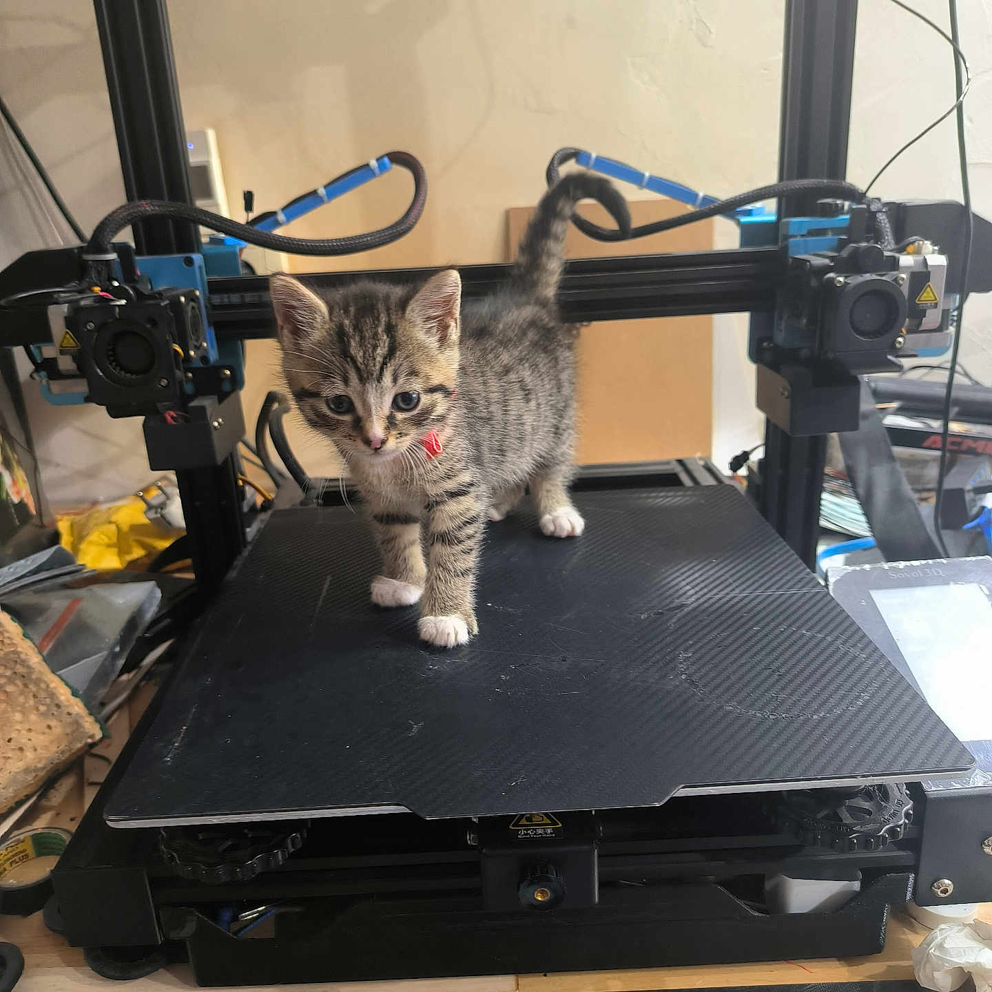 Moka a rejoint le concours — aidez-le/la à gagner de superbes lots ! 3d_printer, animal, black_surface, cat, collar, curious, desk, equipment, feline, indoor, kitten, machine, pet, ruler, small, tabby, technology, tool, workshop, young