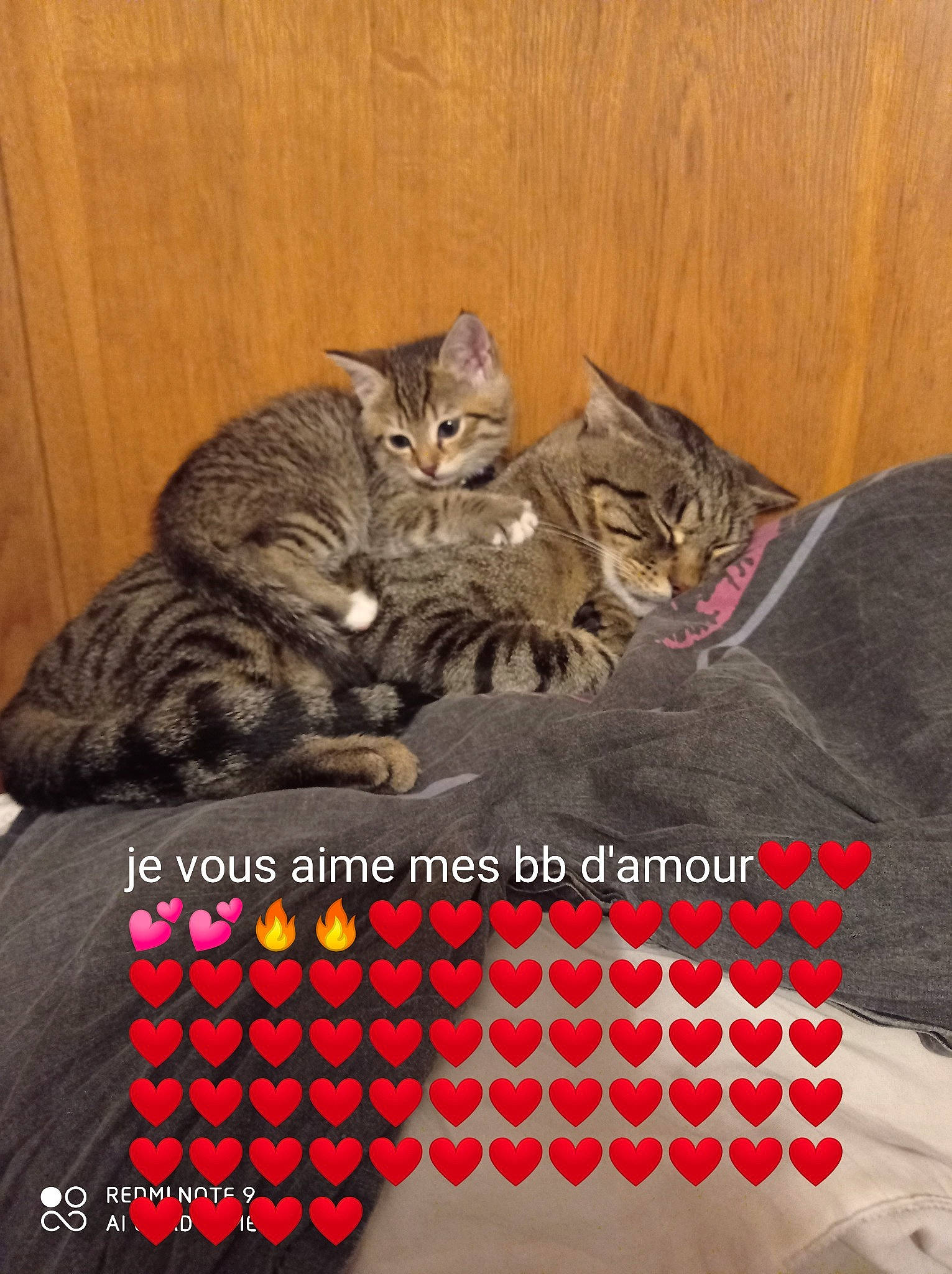 Snappy a rejoint le concours — aidez-le/la à gagner de superbes lots ! american_shorthair, asian, british_shorthair, california_spangled, carnivore, cat, domestic_short_haired_cat, dragon_li, european_shorthair, felidae, kitten, photo_caption, pixie_bob, polydactyl_cat, small_to_medium_sized_cats, tabby_cat, tail, toyger, whiskers, wild_cat