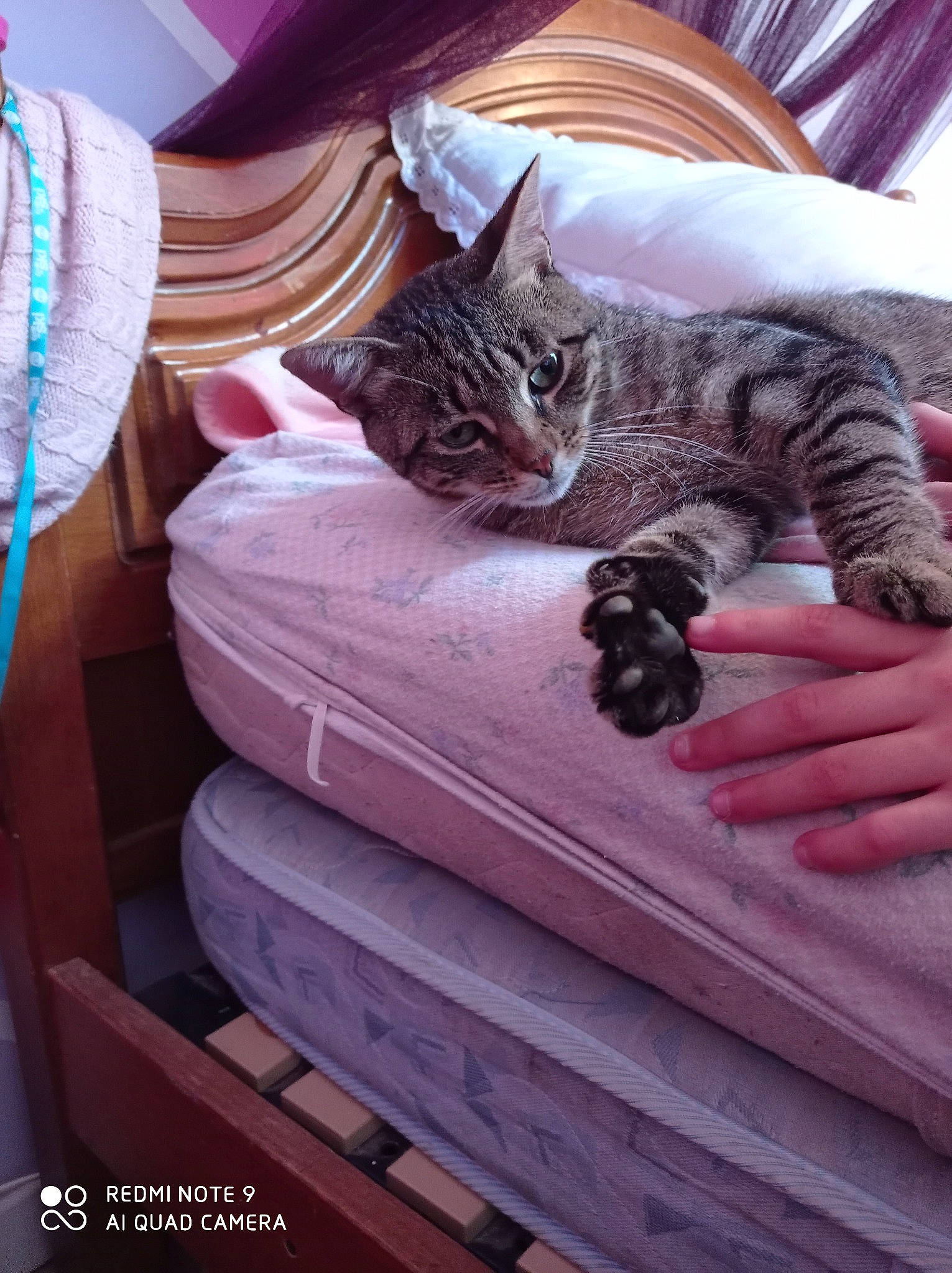 Snappy a rejoint le concours — aidez-le/la à gagner de superbes lots ! american_shorthair, asian, carnivore, cat, domestic_short_haired_cat, dragon_li, european_shorthair, felidae, kitten, pixie_bob, small_to_medium_sized_cats, tabby_cat, whiskers