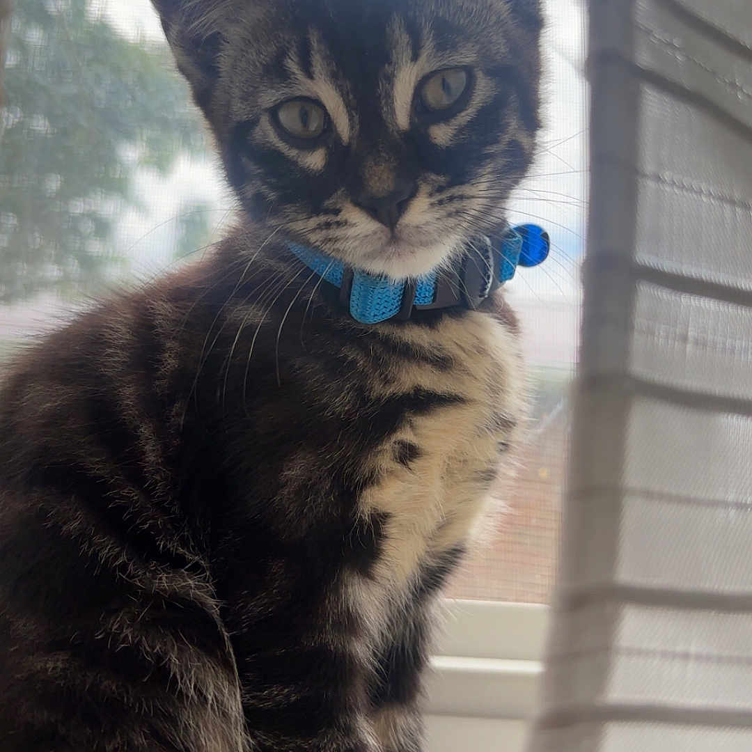 Remi joined the competition — help win amazing prizes! cat, kitten, tabby, blue_collar, window, curtain, indoor, pet, feline, animal, striped_fur, whiskers, tail, sitting, close_up, natural_light, portrait, domestic, cute, curious