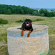 Rodolphe participe au concours pour gagner de l'argent avec cette photo : animal, canine, dog, farm, fence, field, grass, happy, hay_bale, landscape, nature, outdoor, pet, playful, rottweiler, rural, sky, summer, tongue_out, trees